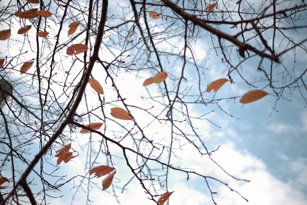 枯れ葉と秋空の作例写真