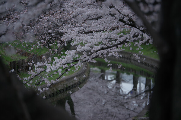 早暁の桜並木の作例写真