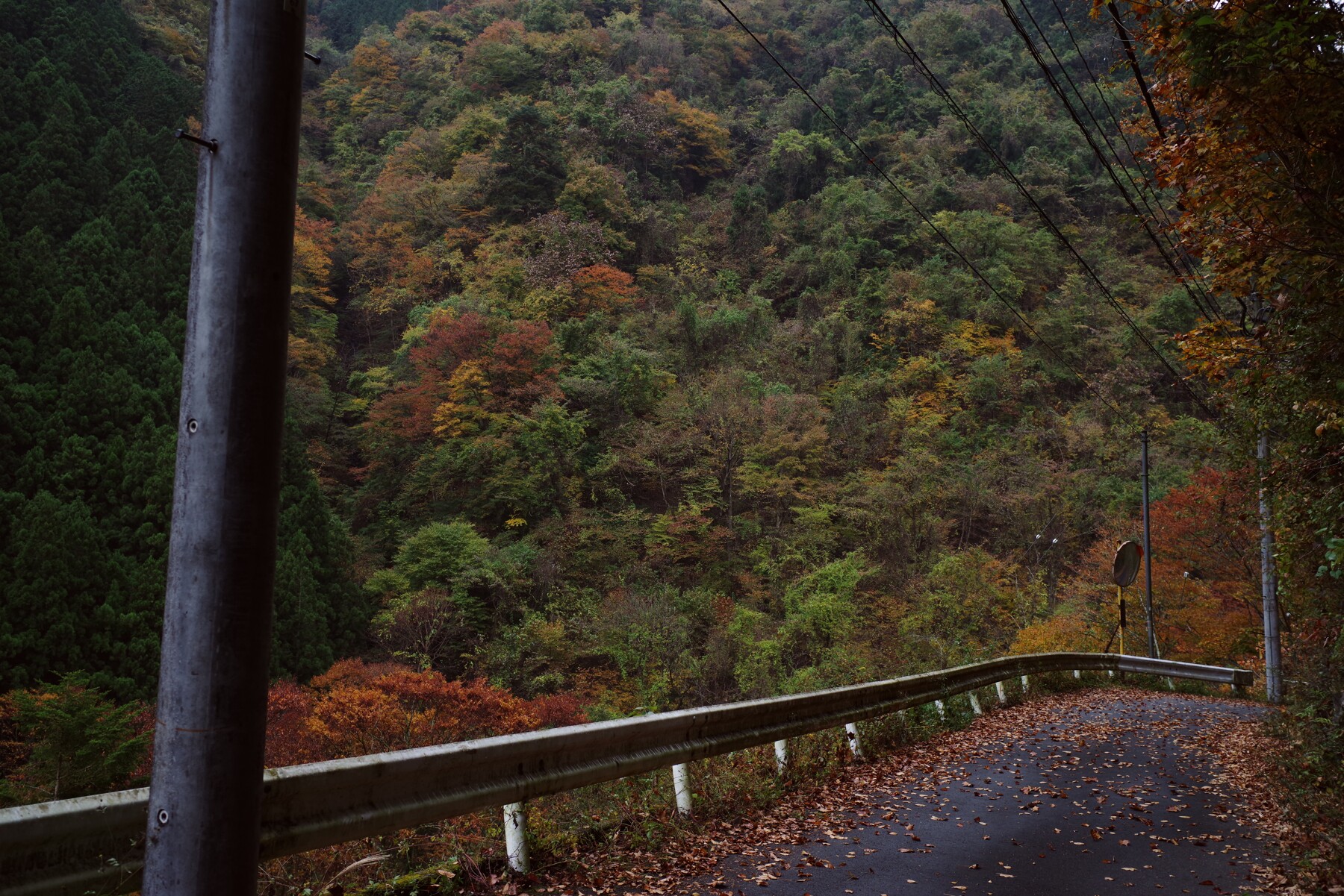 徐々に紅葉をはじめる山中（奥多摩）の作例写真