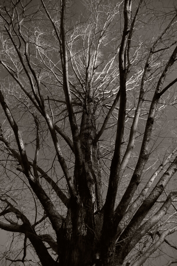 冬空に聳えるメタセコイアの木の作例写真