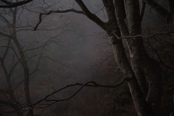 霧煙る奥多摩の森の作例写真