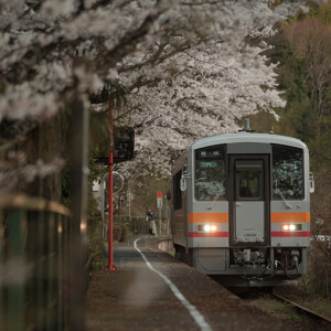 因美線三浦駅の桜の作例写真