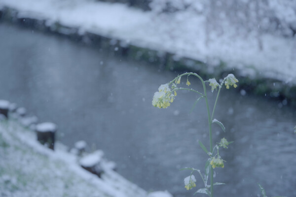 花散らしの雪の作例写真