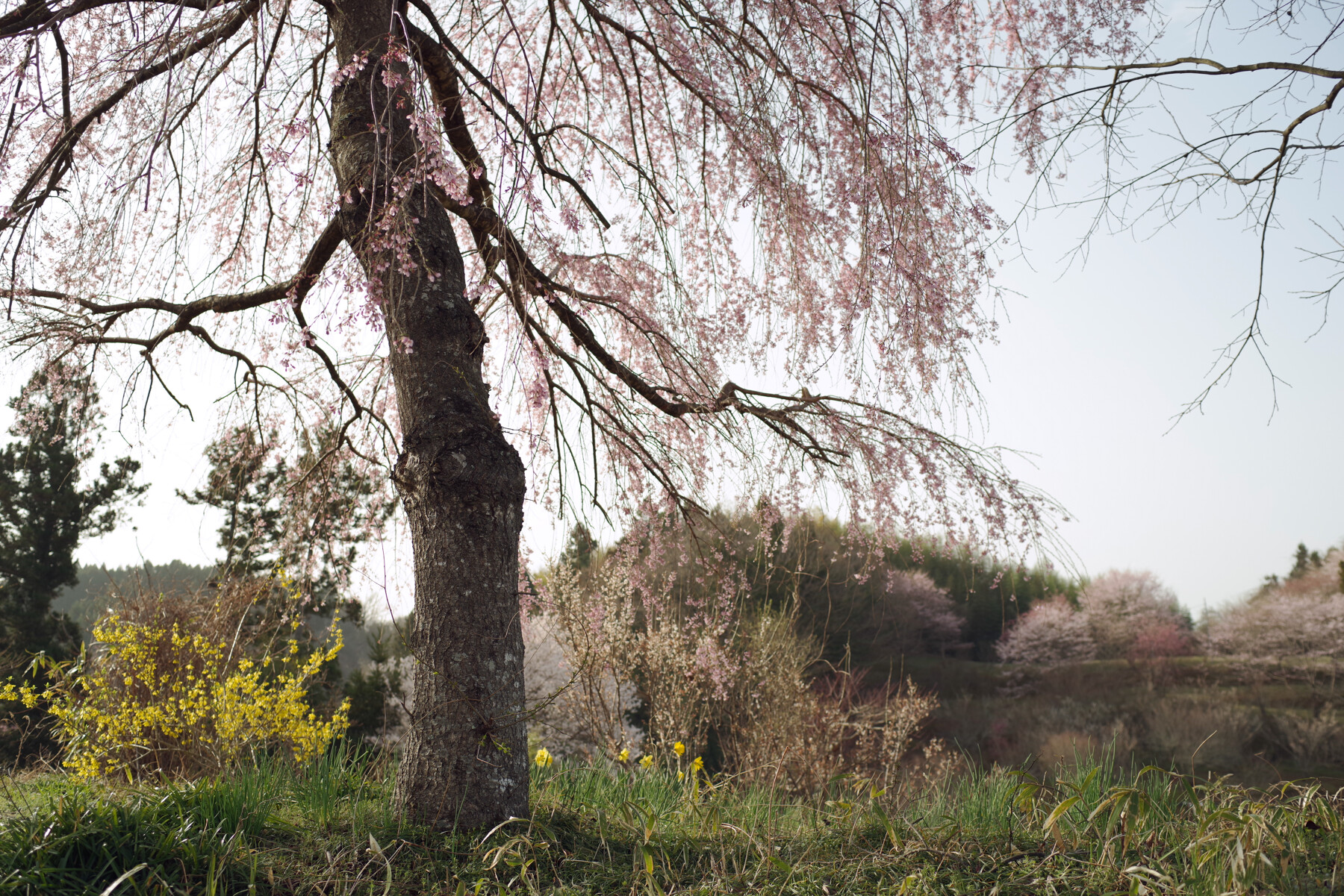 朝日に浮かぶ枝垂れ桜の作例写真