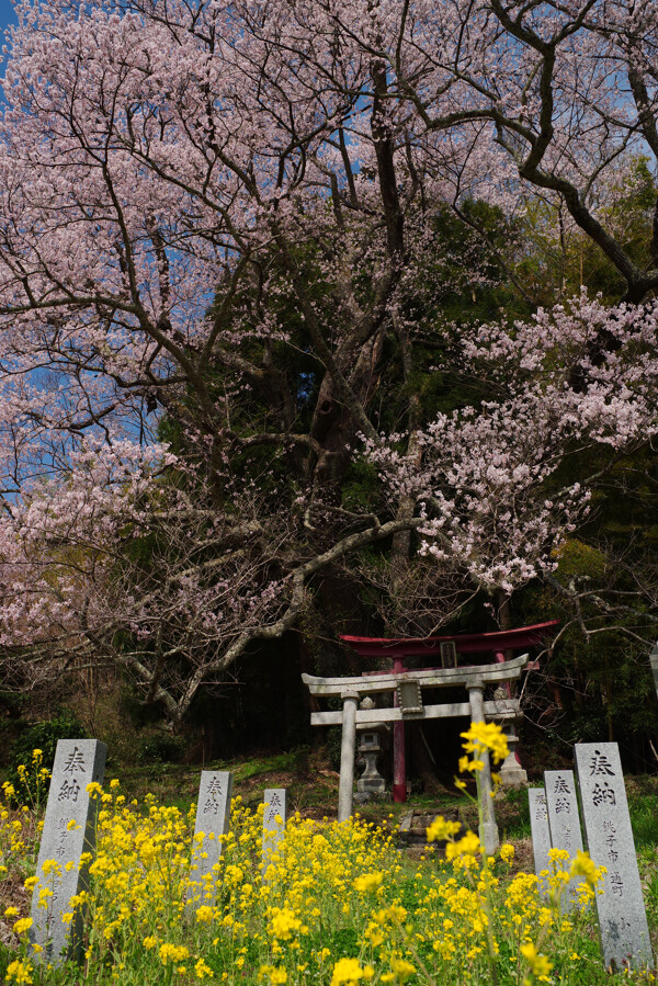 異界への入り口のような桜の大樹（子授け櫻）の作例写真