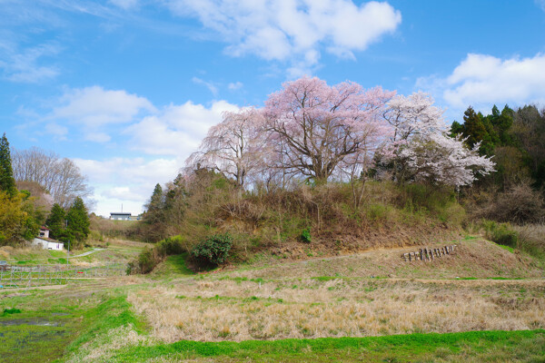 春を告げる丘の桜の作例写真