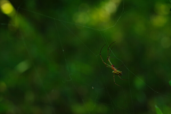 巣を張るジョロウグモの作例写真