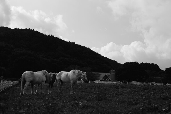 夏の牧場の作例写真
