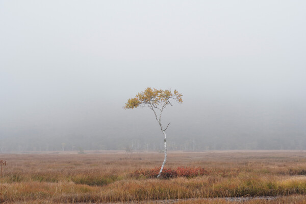 湿原にぽつんと立つ白樺の木の作例写真