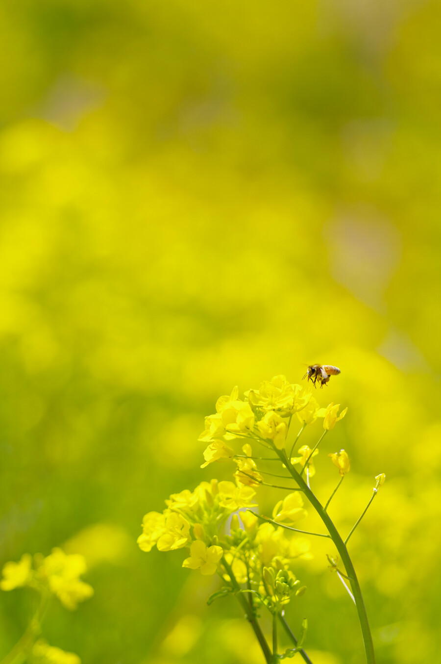 菜の花とミツバチの作例写真