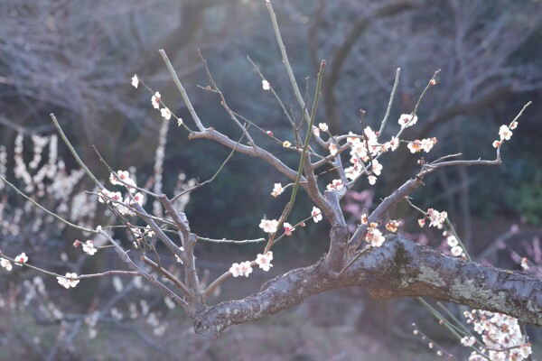 柔らかい光が差し込む梅と枝の作例写真
