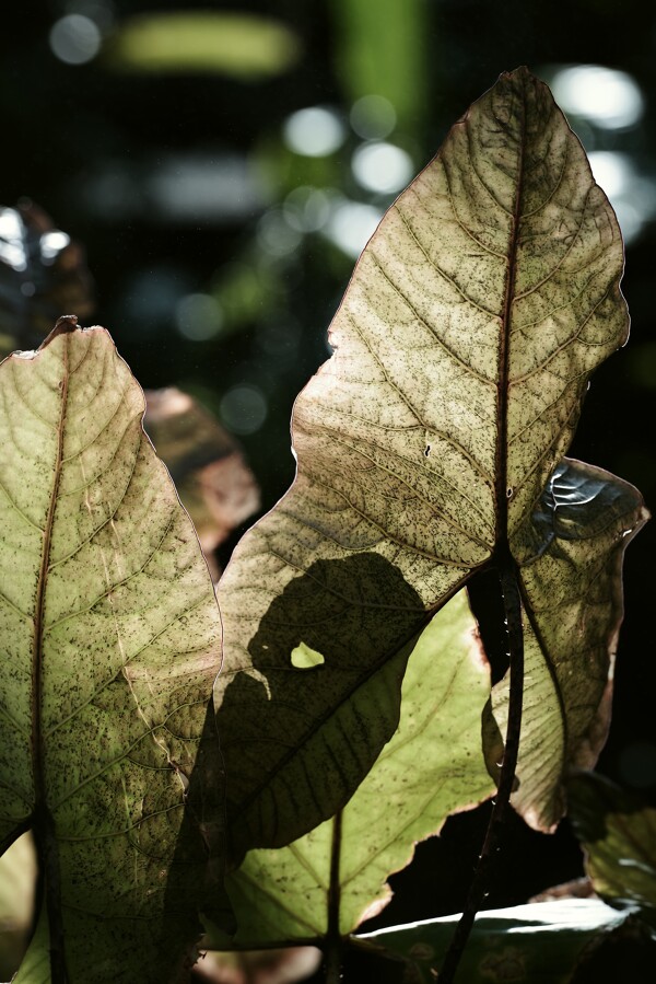 熱帯植物キルトスペルマの葉脈の作例写真