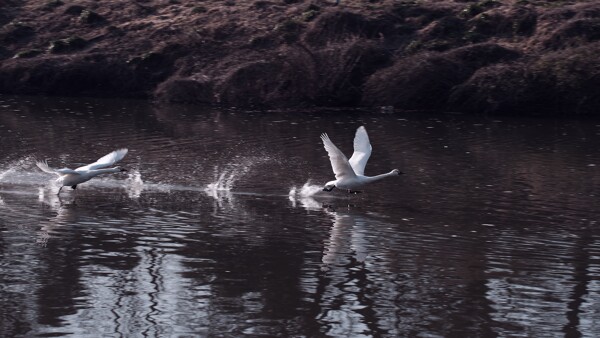 水面を翔ける白鳥の作例写真