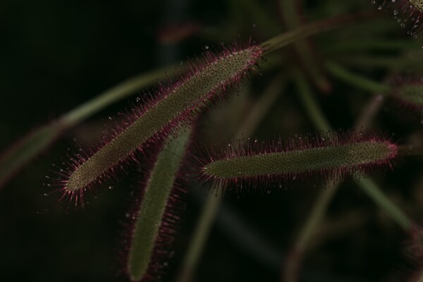 食虫植物「モウセンゴケ」の粘液の作例写真