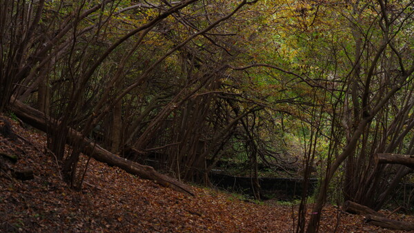落ち葉と林に囲まれて（横瀬町）の作例写真