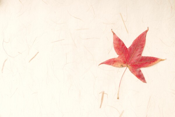 和紙と紅葉の作例写真