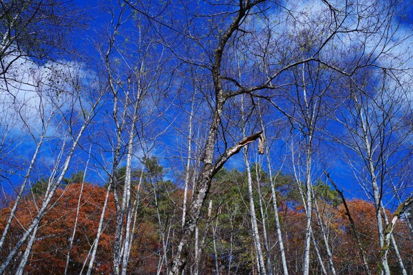 青空と白樺の木の作例写真