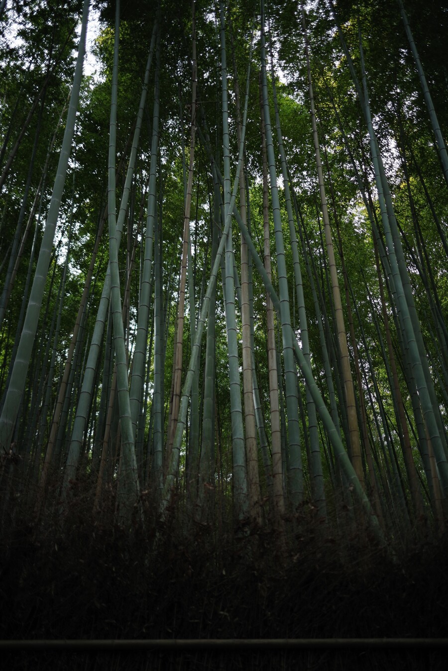 竹林の作例写真