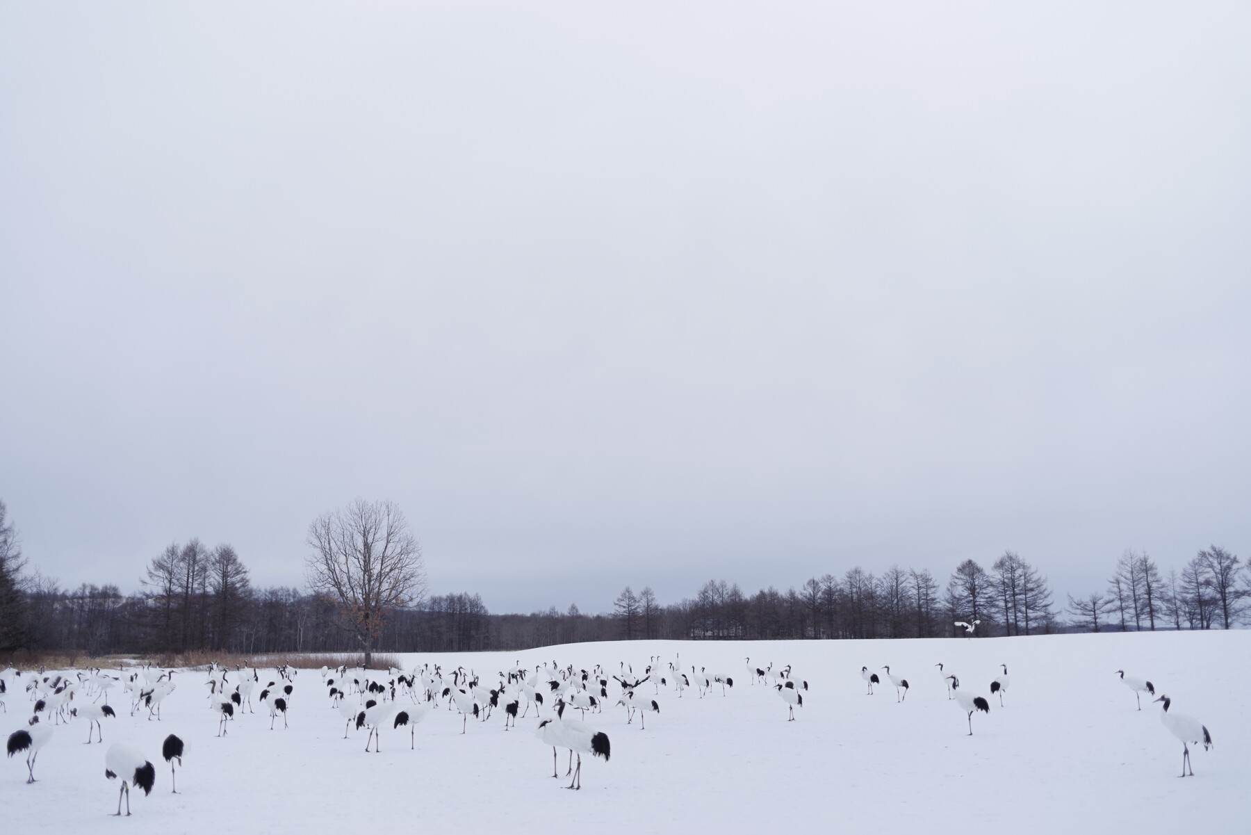 阿寒国際ツルセンターに集まる鶴の群れの作例写真