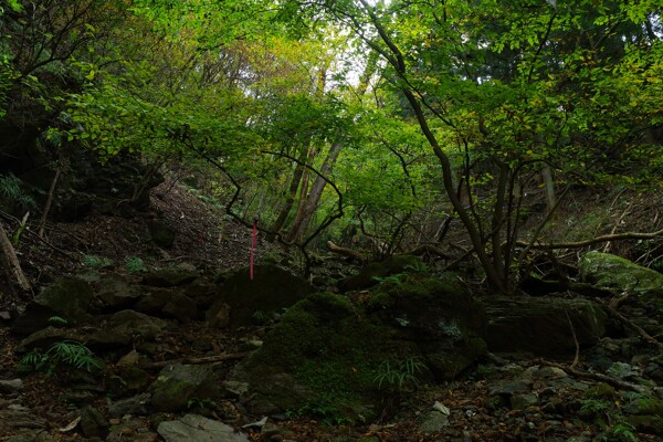 深い森に囲まれた埼玉県横瀬町にある渓谷の作例写真