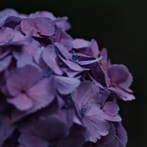 紫陽花の装飾花とおしべの作例写真