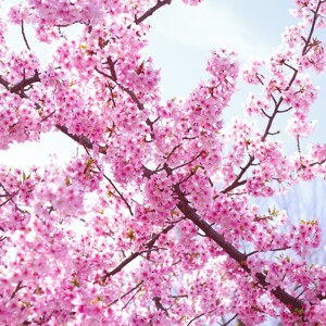 春を感じる満開の桜の作例写真