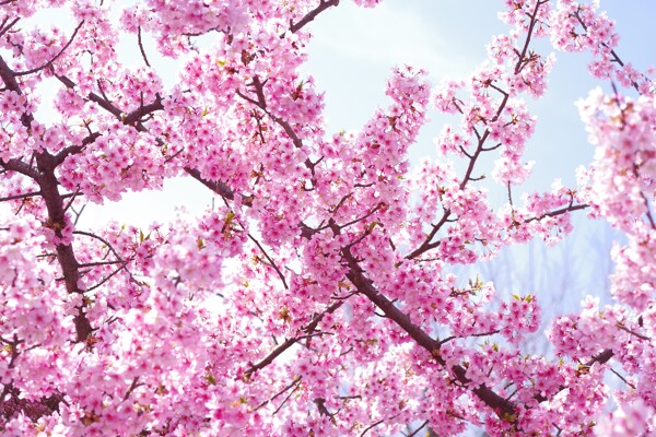 春を感じる満開の桜の作例写真
