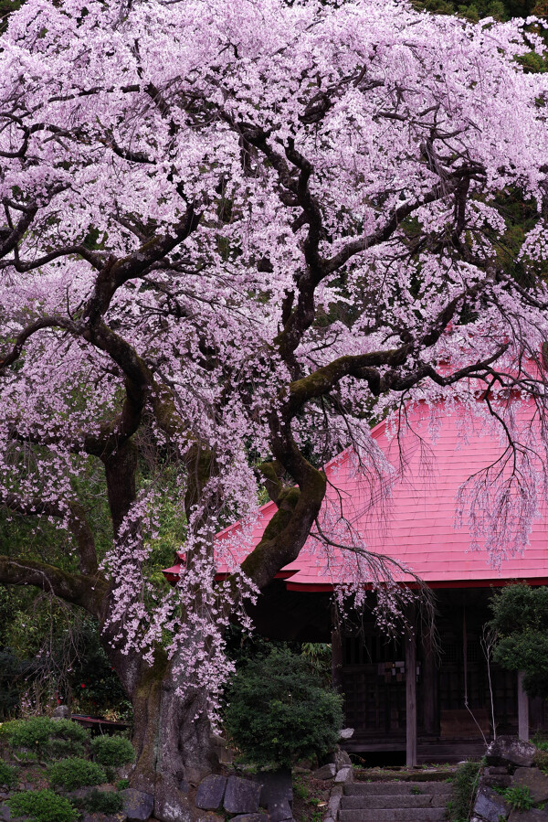 水月観音堂の枝垂れ桜の作例写真