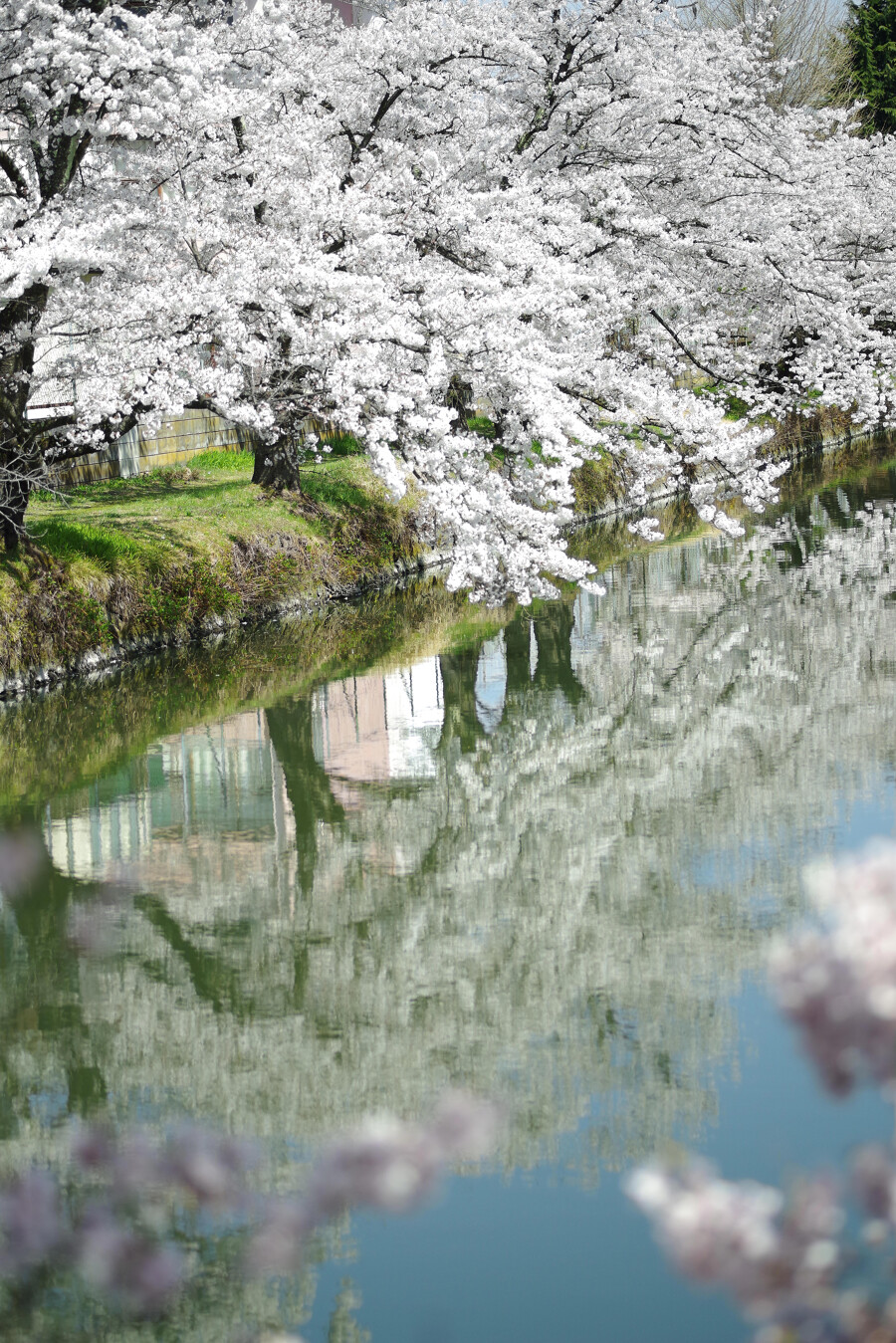 桜が反射する水面の作例写真