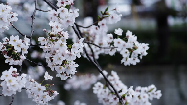 桜の開花はじまるの作例写真