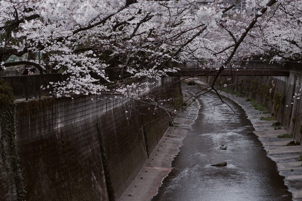 石神井川を覆う桜の作例写真